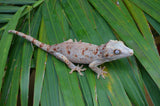 Red Blotched Gargoyle Gecko