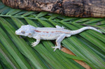 Orange Striped Adult Male Gargoyle Gecko