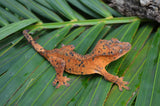 Orange Super Dalmatian Crested Gecko (BRIGHT)