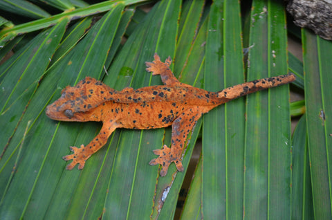 Orange Super Dalmatian Crested Gecko (BRIGHT)