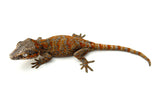 Orange Super Blotched Gargoyle Gecko