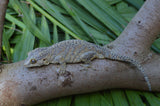 BREEDING PAIR of Orange Blotched Gargoyle Geckos