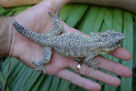 BREEDING PAIR of Orange Blotched Gargoyle Geckos