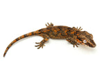Banded Orange Blotched Gargoyle Gecko