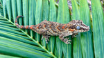 Orange Blotched Gargoyle Gecko
