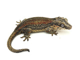 Female Red/Orange Striped Gargoyle Gecko