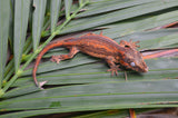 Orange Striped Gargoyle Gecko (Vanilla Ice offspring)