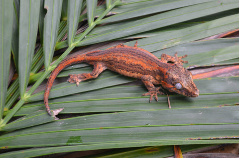 Orange Striped Gargoyle Gecko (Vanilla Ice offspring)