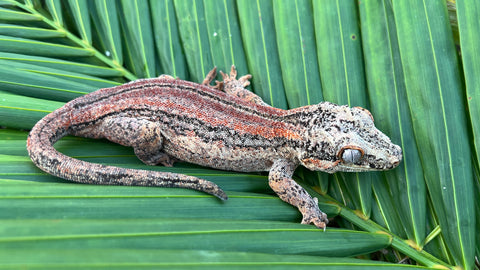 Orange Striped Gargoyle Gecko