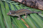 Orange Aberrant Striped Gargoyle Gecko