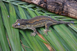 Orange Aberrant Striped Gargoyle Gecko