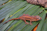 Orange Striped Gargoyle Gecko (Vanilla Ice offspring)