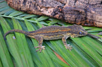 Orange Aberrant Striped Gargoyle Gecko