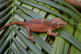 Orange Striped Gargoyle Gecko (White Boy offspring)