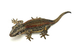 Female Red/Orange Striped Gargoyle Gecko