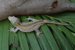 Orange Striped Adult Male Gargoyle Gecko (White Boy offspring)