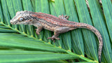 Orange Striped Gargoyle Gecko