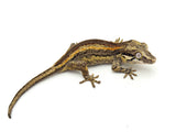 Orange Striped Gargoyle Gecko
