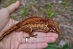 Orange Striped Gargoyle Gecko