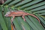 Orange Striped Gargoyle Gecko (Vanilla Ice offspring)