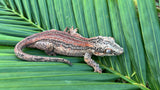 Orange Striped Gargoyle Gecko