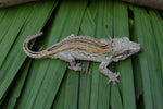 Orange Striped Adult Male Gargoyle Gecko (White Boy offspring)