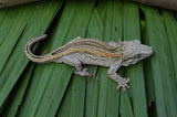 Orange Striped Adult Male Gargoyle Gecko (White Boy offspring)