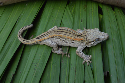 Orange Striped Adult Male Gargoyle Gecko (White Boy offspring)