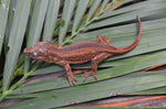 Orange Striped Gargoyle Gecko (Vanilla Ice offspring)