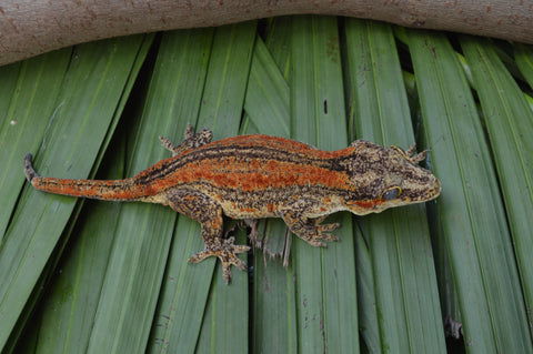 Orange Striped Gargoyle Gecko PET ONLY