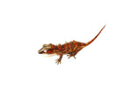 Orange Super Blotched Gargoyle Gecko
