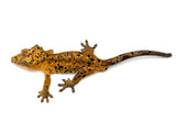 Orange Tiger Super Dalmatian Crested Gecko