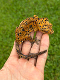 Orange Tiger Super Dalmatian Crested Gecko