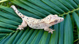 Yellow Tiger Dalmatian Crested Gecko