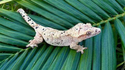 Yellow Tiger Dalmatian Crested Gecko
