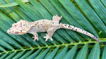 Yellow Tiger Dalmatian Crested Gecko