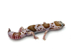 Whiteout Snow African Fat Tail Gecko (50% pos het Zulu)