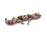Whiteout Snow African Fat Tail Gecko (50% pos het Zulu)