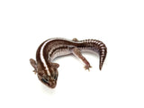 Striped Oreo Patternless het Ghost African Fat Tail Gecko