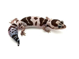 Whiteout Oreo het Caramel/Zulu African Fat Tailed Gecko