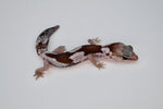 Oreo Zulu African Fat Tailed Gecko