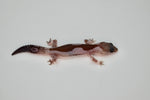 Oreo Zulu African Fat Tailed Gecko
