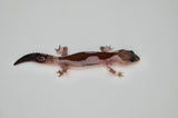 Oreo Zulu African Fat Tailed Gecko