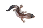 Oreo Zulu African Fat Tailed Gecko