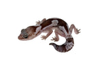 Oreo Zulu African Fat Tailed Gecko