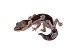 Oreo Zulu African Fat Tailed Gecko