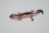 Oreo Zulu African Fat Tailed Gecko