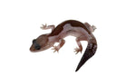 Oreo Zulu African Fat Tailed Gecko