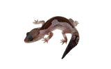 Oreo Zulu African Fat Tailed Gecko