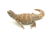 Female Ornate Uromastyx